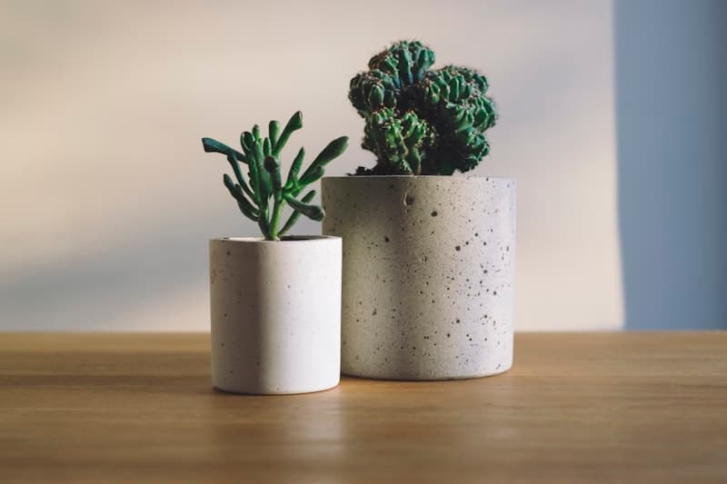 Beginner-friendly houseplants