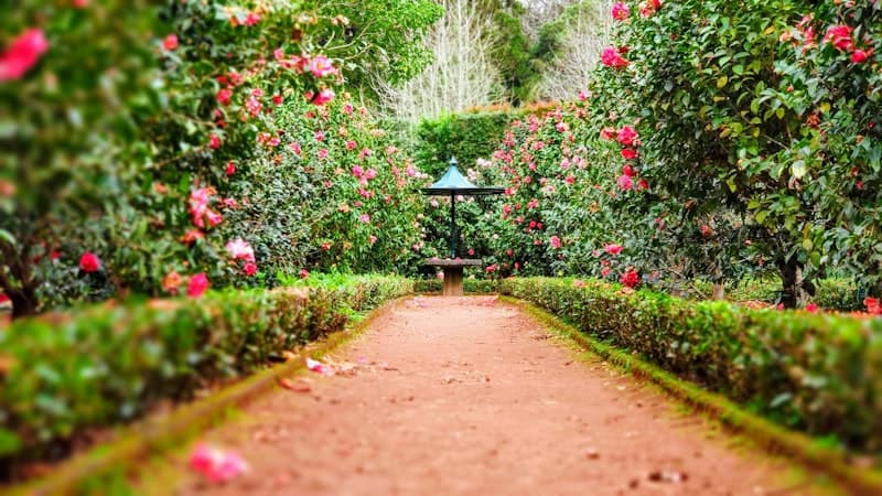 Cape Town botanical garden